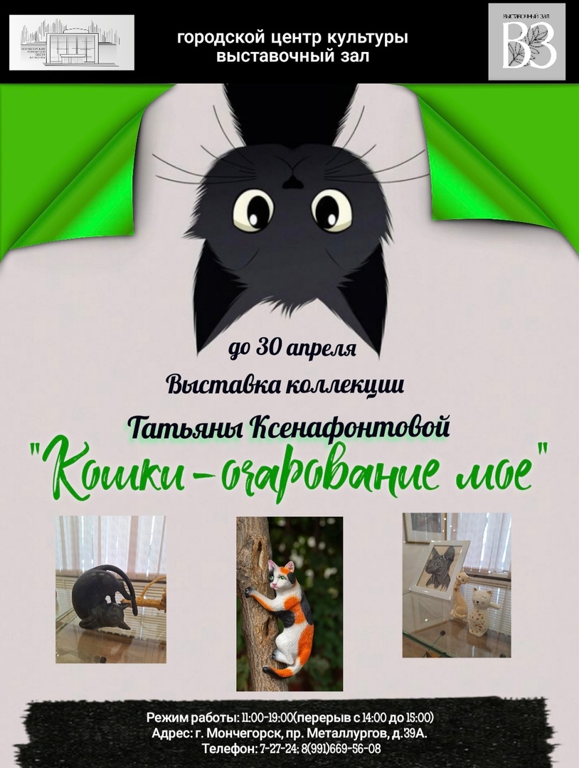 Кошки - очарование моё.